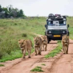 What Animals Are Commonly Seen During Game Drives?