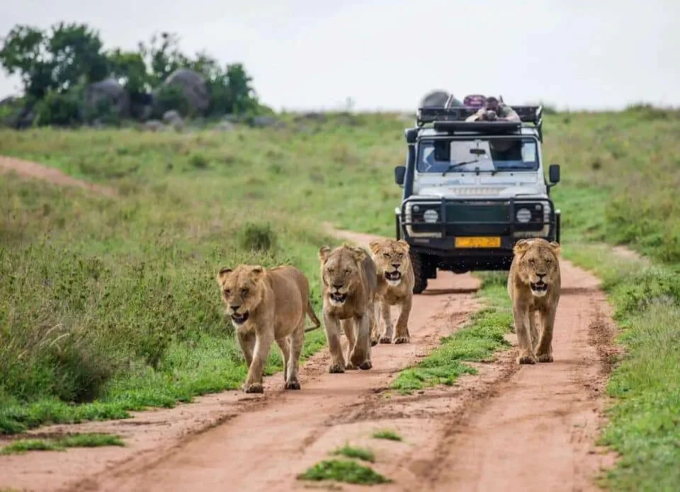 What Animals Are Commonly Seen During Game Drives?