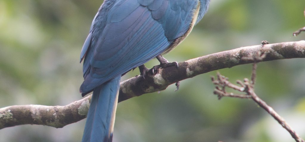 What Birds Can I See During Chimp Tracking?