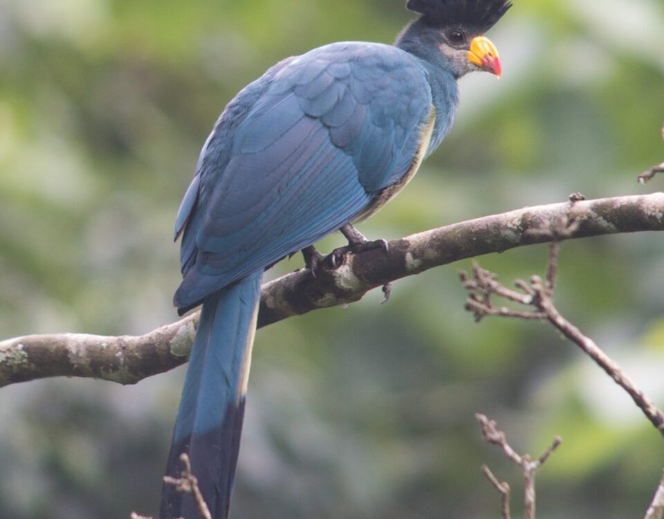 What Birds Can I See During Chimp Tracking?