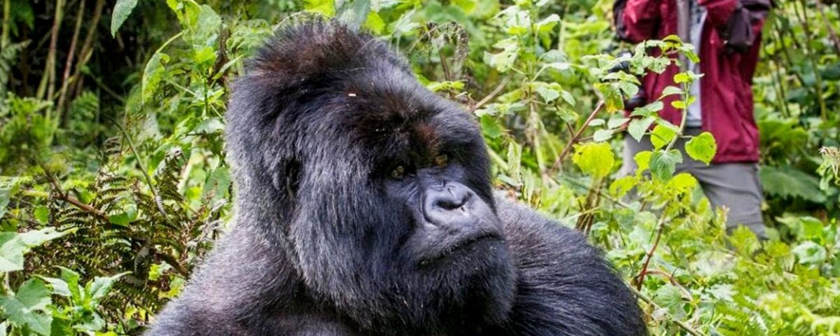 What Is Gorilla Trekking in Uganda?