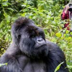 What Is Gorilla Trekking in Uganda?