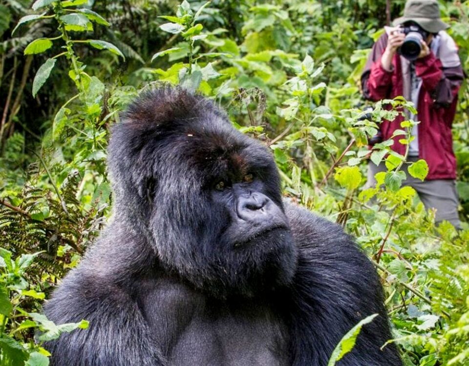 What Is Gorilla Trekking in Uganda?