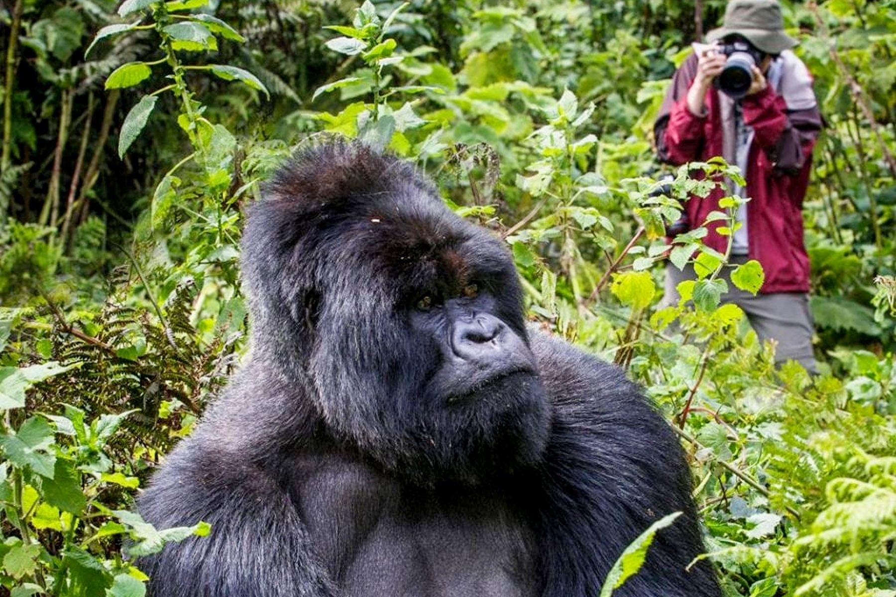 What Is Gorilla Trekking in Uganda?