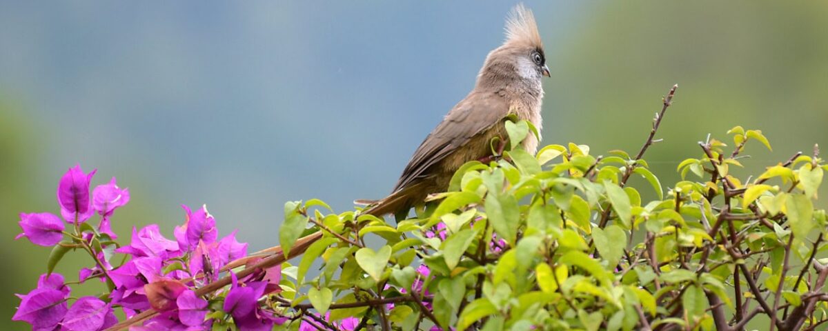What Rare Bird Species Can Be Seen in Uganda?