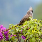 What Rare Bird Species Can Be Seen in Uganda?