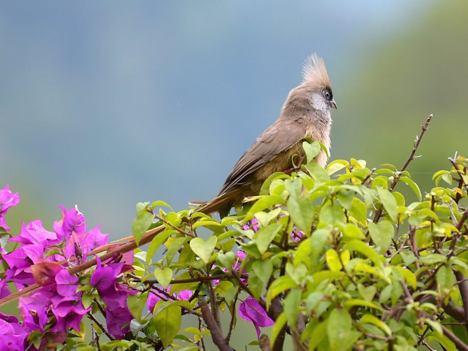 What Rare Bird Species Can Be Seen in Uganda?