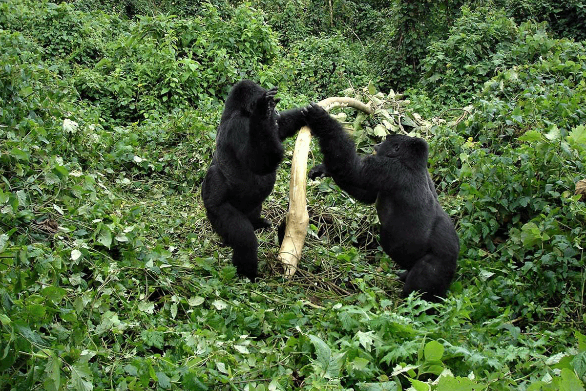 What Is the Minimum Age for Gorilla Trekking?