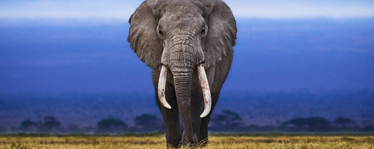 African Elephant