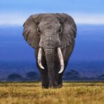 African Elephant