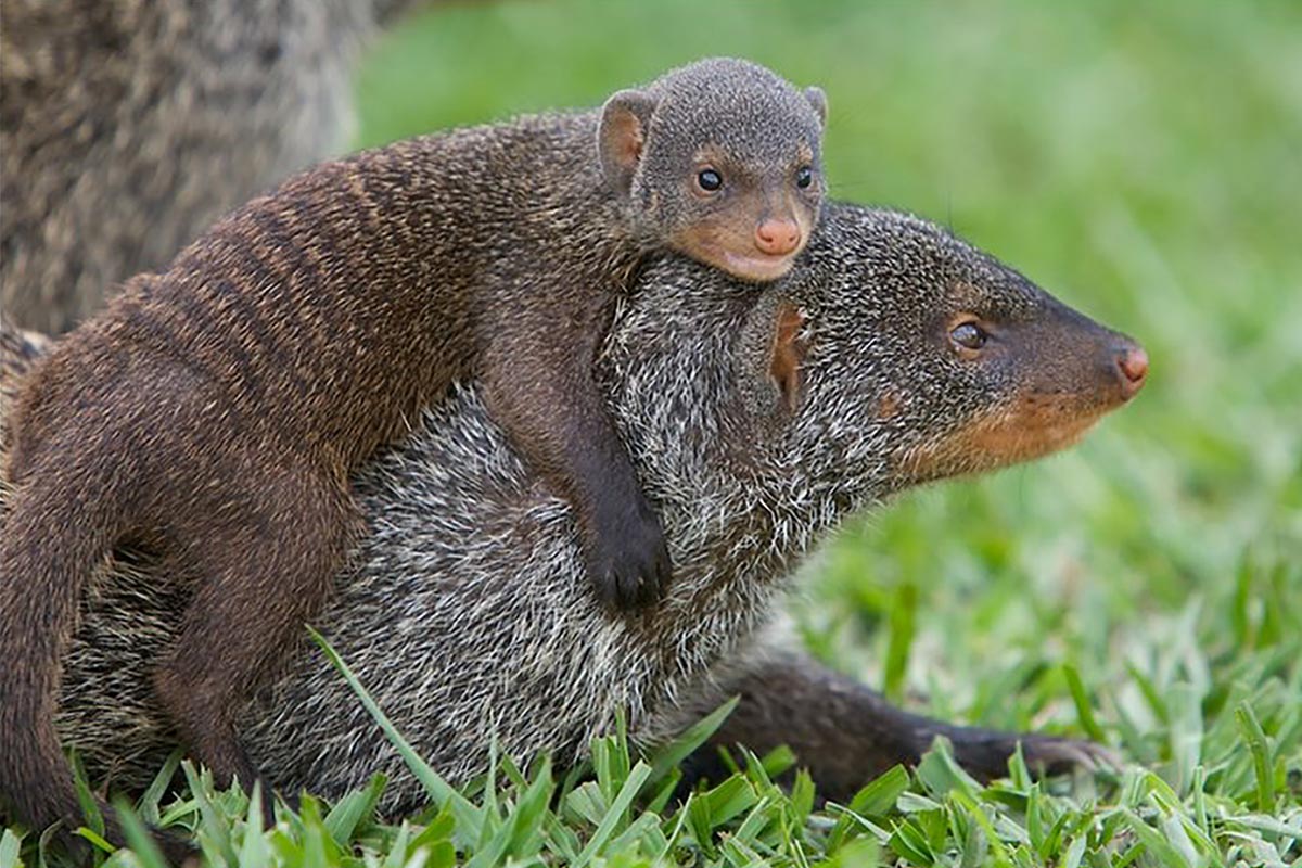 Best Time to Visit Queen Elizabeth National Park