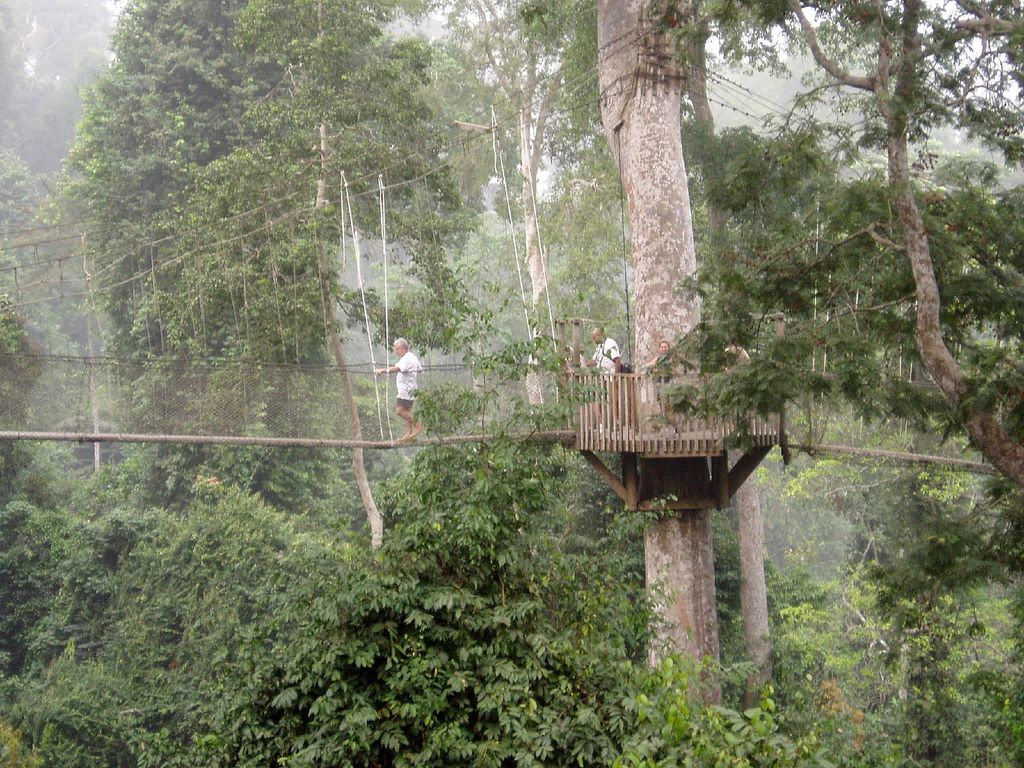 What Wildlife Can Be Seen from Above During the Canopy Walk in Rwanda?