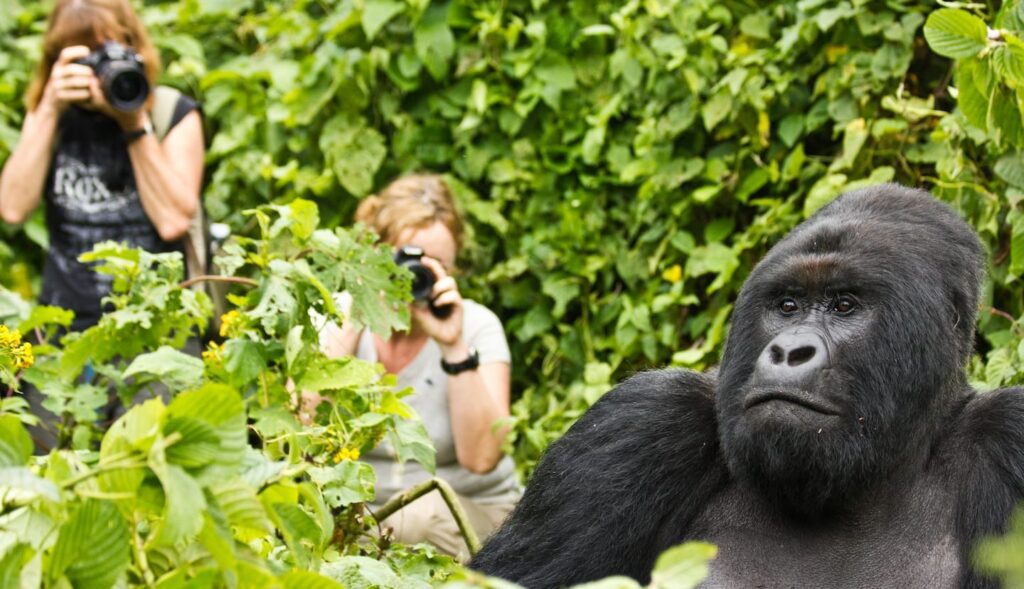 Why Choose Rwanda for Gorilla Trekking Instead of Other Countries?